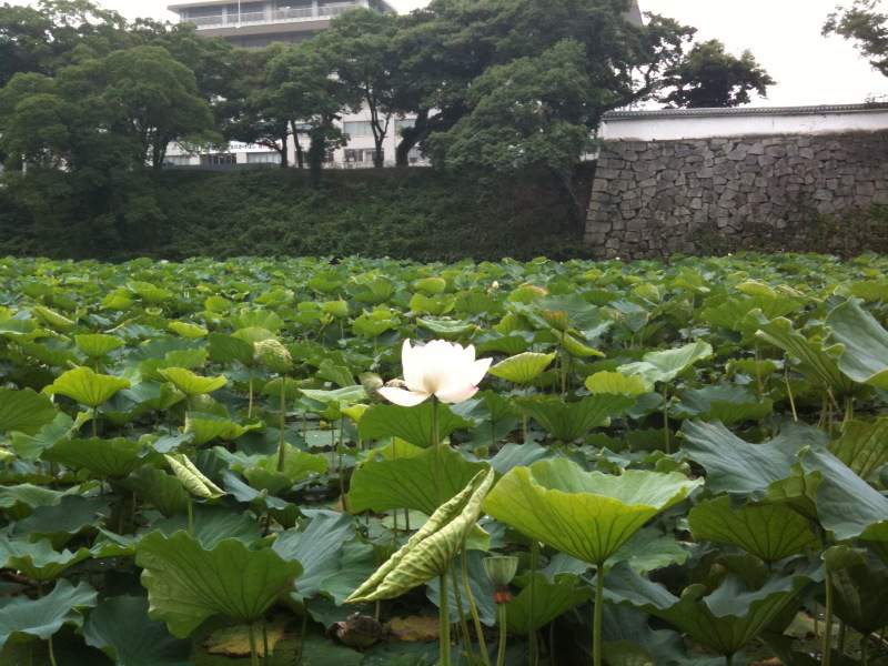 掘の蓮